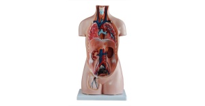 torso_sin_sexo_de_85_cm__20_partes_xc-206__human3d-3