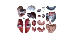 torso_sin_sexo_de_85_cm__20_partes_xc-206__human3d-4