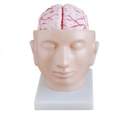 cerebro-con-arterias-en-la-cabeza-xc-318-de-Human3D