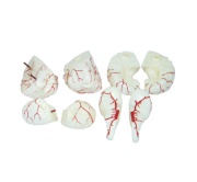 cerebro-con-arterias-xc-308-de-Human3D1