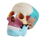 craneo_de_tama__o_natural_con_huesos_de_colores_xc-104c_de_Human3D