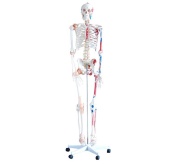 esqueleto-con-musculos-y-ligamentos-xc-101a-de-human3d