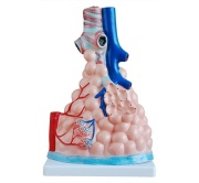 modelo-de-alveolos-pulmonares-magnificados-xc-302-de-Human3D