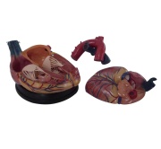 modelo-de-corazon-estilo-jumbo-xc-307c-de-Human3D2