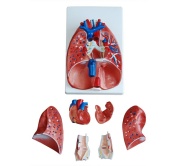 modelo-de-laringe-corazon-pulmon-xc-320-de-Human3D-2