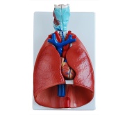 modelo-de-laringe-corazon-pulmon-xc-320-de-Human3D
