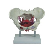 musculos-y-organos-pelvicos-femeninos-xc-125-de-Human3D