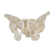 pelvis-masculina-adulta-xc-123-de-Human3D