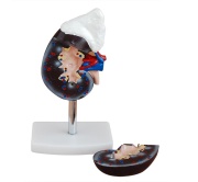 rinon-humano-con-glandula-suprarrenal-xc-310-3-de-Human3D2