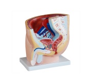 seccion-de-pelvis-masculina-humana-1-parte-xc-331a-de-Human3D