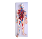 sistema-circulatorio-xc-322-de-Human3D