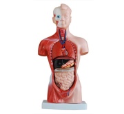 torso-de-15-partes-y-26cm-xc-203-de-Human3D