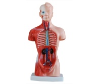torso-de-15-partes-y-26cm-xc-203-de-Human3D2