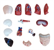 torso-de-15-partes-y-26cm-xc-203-de-Human3D3