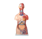 torso-unisex-con-musculos-85cm-30-partes-xc-210-de-Human3D-1