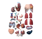 torso-unisex-con-musculos-85cm-30-partes-xc-210-de-Human3D-2