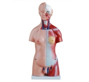 torso-unisex-de-45cm-23piezas-xc-205-de-Human3D