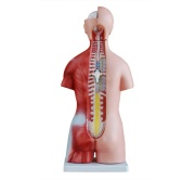 torso-unisex-de-45cm-23piezas-xc-205-de-Human3D2
