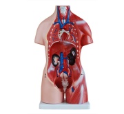 torso-unisex-de-45cm-23piezas-xc-205-de-Human3D3