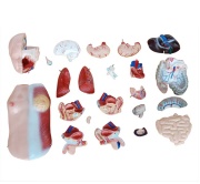 torso-unisex-de-45cm-23piezas-xc-205-de-Human3D4