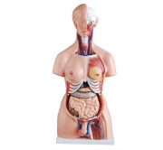 torso-unisex-de-85-cm-23-piezas-xc-204-de-Human3D-1
