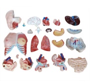 torso-unisex-de-85-cm-23-piezas-xc-204-de-Human3D-2