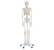 xc-101-esqueleto-de-tamano-natural