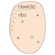 03-simulador-de-examen-mamario-visual-tactil-m44-de-kyoto-kagaku