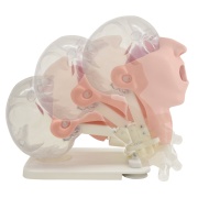 04-simulador-avanzado-de-cuidado-oral-mw29-de-kyoto-kagaku