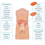 05-simulador-de-exploracion-abdominal-abdoabby-mw43-de-kyoto-kagaku