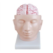 cerebro-con-arterias-en-la-cabeza-xc-318-de-Human3D