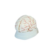 cerebro-con-arterias-xc-308-de-Human3D