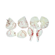 cerebro-con-arterias-xc-308-de-Human3D1