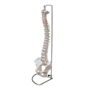 columna-vertebral-de-tamano-natural-con-pelvis-xc-105-Human3D