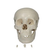 craneo-de-tamano-natural-xc-104-de-Human3D
