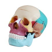 craneo_de_tama__o_natural_con_huesos_de_colores_xc-104c_de_Human3D
