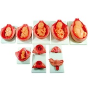 el-proceso-de-desarrollo-del-feto-xc-414-human3d