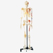 esqueleto-con-colores-y-ligamentos-en-pvc-gd-a11102-de-general-doctor