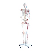 esqueleto-con-musculos-y-ligamentos-xc-101a-de-human3d
