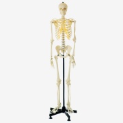 esqueleto-humano-artificial-gd-a11101-de-general-doctor