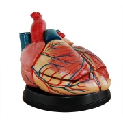 modelo-de-corazon-estilo-jumbo-xc-307c-de-Human3D