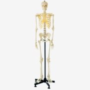 modelo-de-esqueleto-gd-a11101-3-en-cuerpo-entero-de-general-doctor