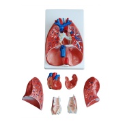 modelo-de-laringe-corazon-pulmon-xc-320-de-Human3D-2