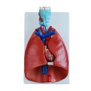 modelo-de-laringe-corazon-pulmon-xc-320-de-Human3D
