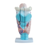 modelo-de-laringe-humana-magnificada-xc-301-de-Human3D
