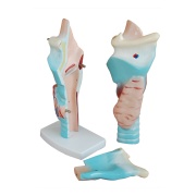 modelo-de-laringe-humana-magnificada-xc-301-de-Human3D2
