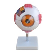 modelo-de-ojo-gigante-xc-316a-de-Human3D