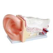 modelo-de-oreja-gigante-de-nuevo-estilo-xc-303c-de-Human3D