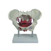 musculos-y-organos-pelvicos-femeninos-xc-125-de-Human3D