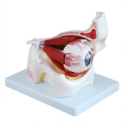 ojo-con-orbita-xc-316b-de-Human3D